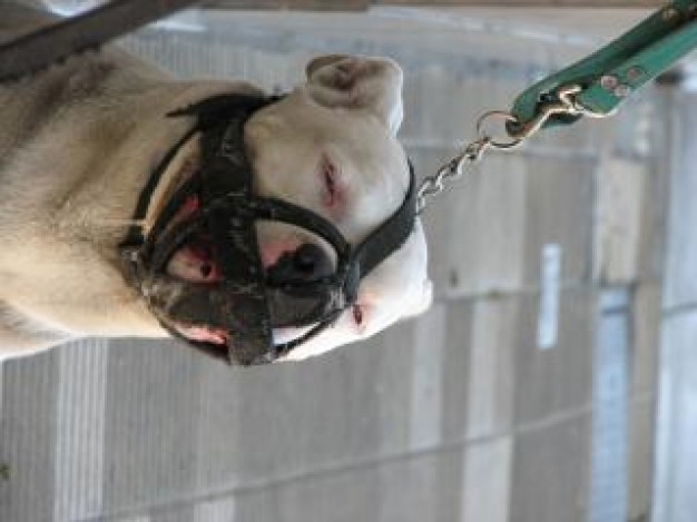 Dog muzzled Pets dog sorrow about Recreation Dog Parks